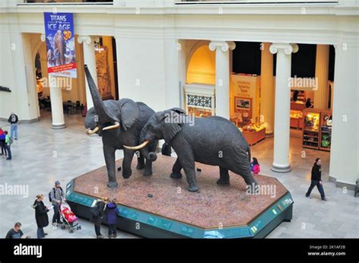 Uncover Hidden Treasures And Local Gems At Brown Elephant Chicago