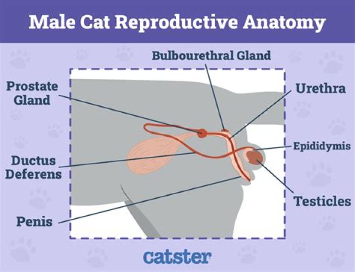 Understanding Your Male Cat's Behavior